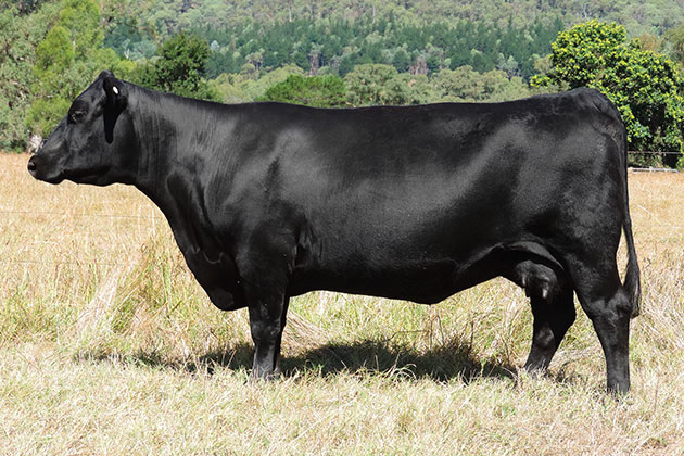 Alpine Wilcoola P221